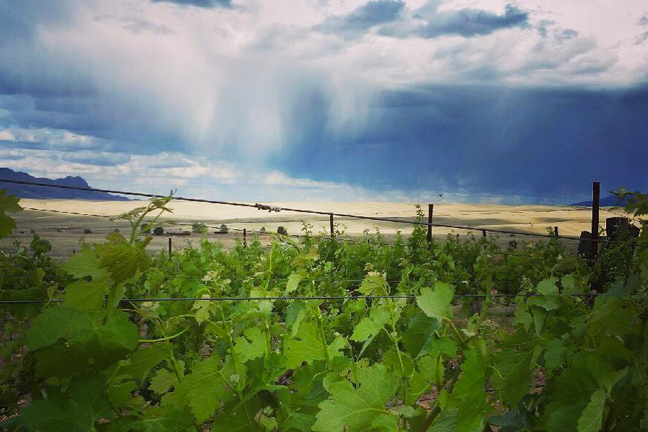 Arizona Hops and Vines