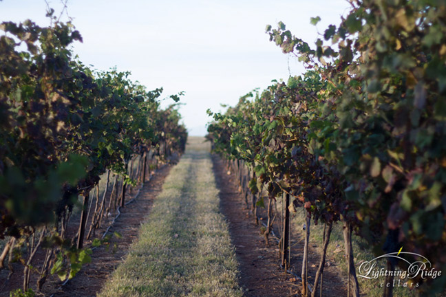 Lightning Ridge Cellars