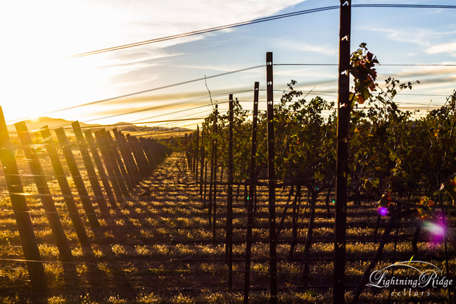 Lightning Ridge Cellars