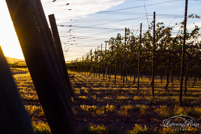 Lightning Ridge Cellars