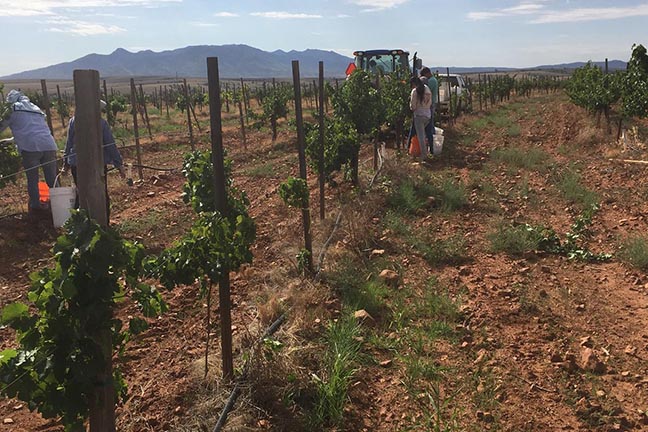 Sonoita Vineyards