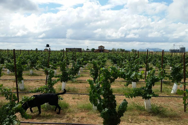 Birds & Barrels Vineyards