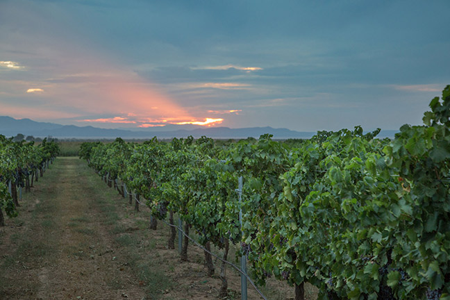 Carlson Creek Vineyard (Scottsdale)