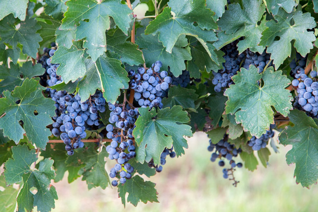 Carlson Creek Vineyard (Scottsdale)