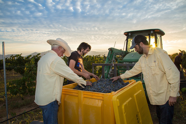 Carlson Creek Vineyard (Scottsdale)