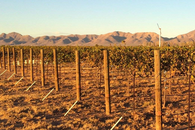 Zarpara Vineyard