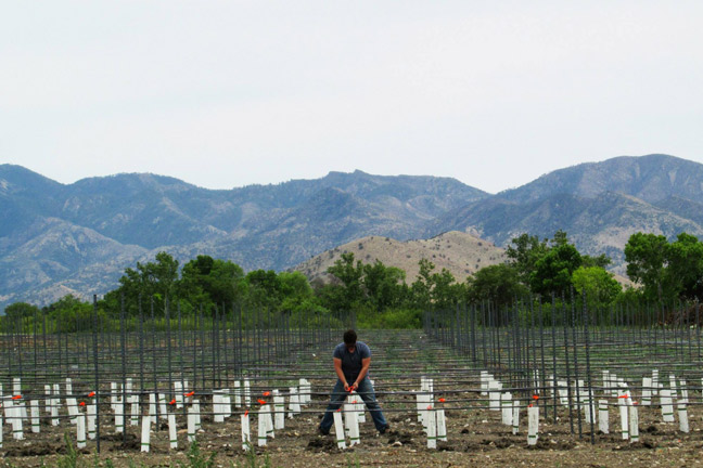 Aridus Wine Tasting Room (Wilcox)