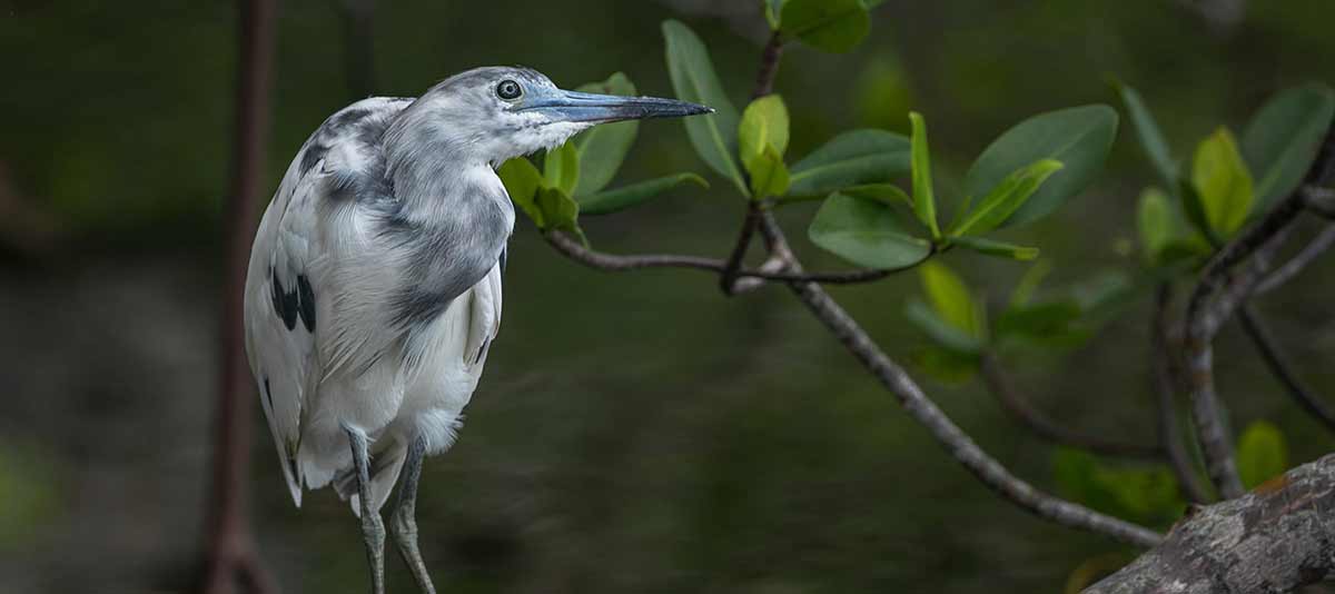 Ding Darling Wildlife Society