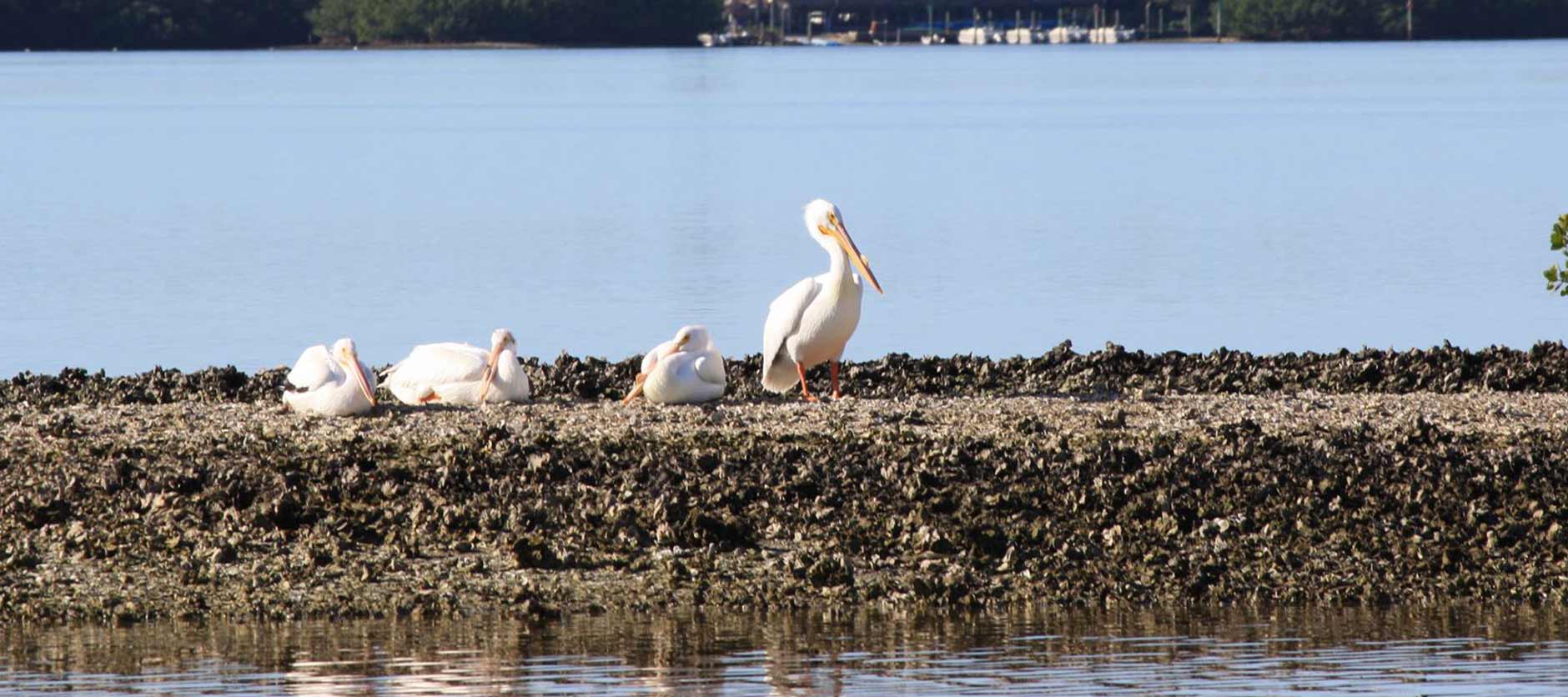 Tarpon Bay Explorers