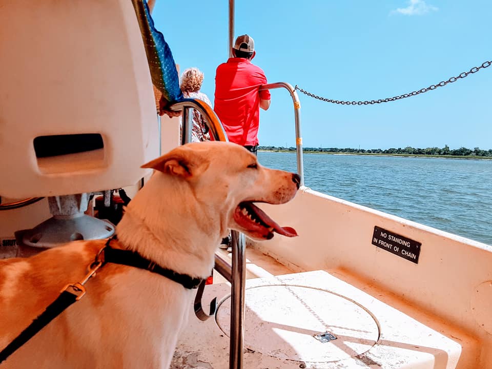 Captain Mike's Dolphin Tours