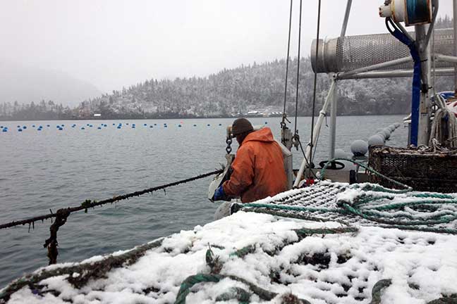 Kachemak Shellfish Growers