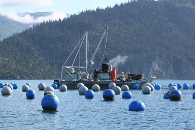 Kachemak Shellfish Growers