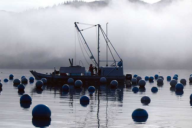 Kachemak Shellfish Growers