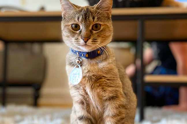 Charleston — Pounce Cat Cafe